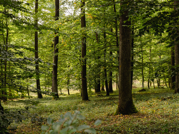 Jagstheimer Wald